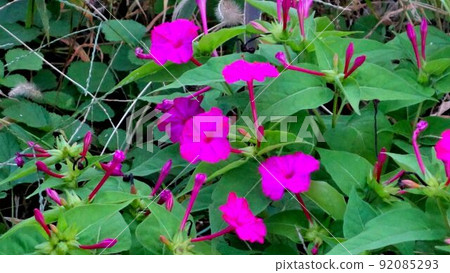 那是一朵開在路肩上的無名之花。它有漂亮的花朵。 92085293