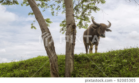 Carabao from Alicia, Isabela, Phillipines 92085305