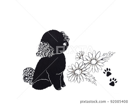 Silhouette of toy poodle waiting for a snack Silhouette of toy poodle waiting for a snack 92085408