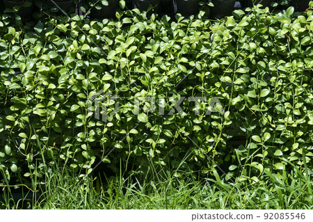 Variety of artificial plant in vertical garden, Natural background 92085546