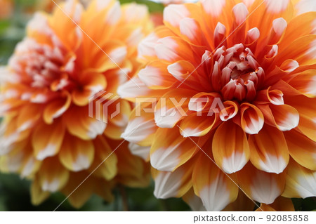 一朵橙色的大麗花，在雙色調中看起來不錯 92085858