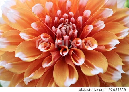 接近徑向的有吸引力的存在 92085859