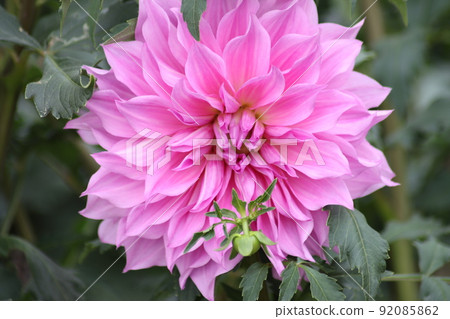 The pale purple color creates an elegant appearance. The pale purple color creates an elegant appearance. 92085862