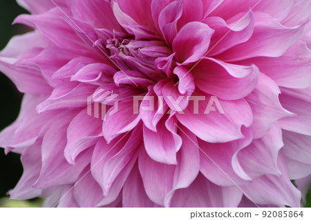 The petals spread radially into a large dahlia flower 92085864