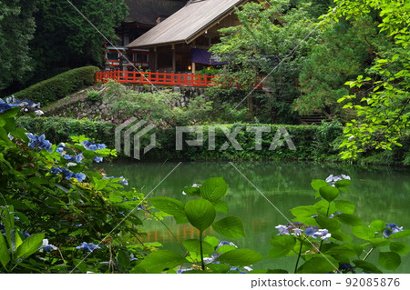 奈良縣御所市高鴨神社大殿海殿與繡球花 奈良縣御所市高鴨神社大殿海殿與繡球花 92085876