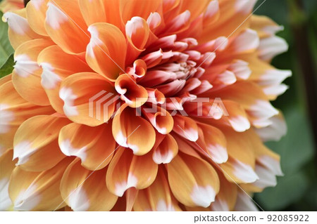 兩色鮮豔的大麗花 兩色鮮豔的大麗花 92085922