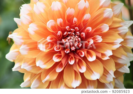 Dahlia with gorgeous contrast between white and orange 92085923