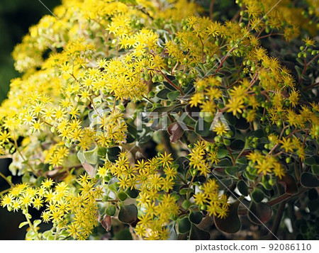 Blooming house plant Aichrizon on the windowsill in a private house. Flowers as part of the interior. Blooming house plant Aichrizon on the windowsill in a private house. Flowers as part of the interior. 92086110