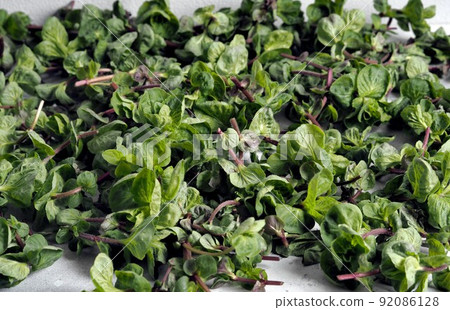 Medicinal natural background with useful mint herb. Spring harvesting grass. 92086128