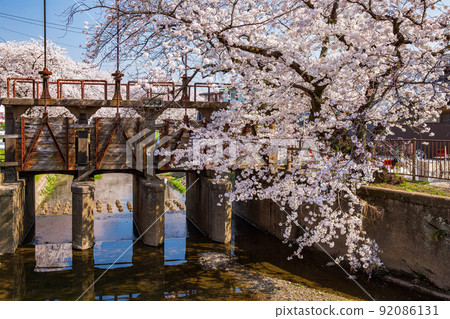 Spring in Koedo Kawagoe, a row of cherry blossom trees in the Shingashi River (honor cherry blossoms), Taya Sakura 92086131