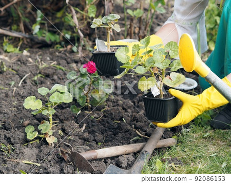 Close-up of the hands of an elderly woman in work gloves planting seedlings of flowers in the wet ground. Planting geraniums in open ground after winter. Close-up of the hands of an elderly woman in work gloves planting seedlings of flowers in the wet ground. Planting geraniums in open ground after winter. 92086153