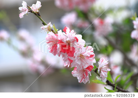紅白相間的桃花(花桃) 紅白相間的桃花(花桃) 92086319