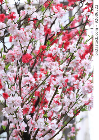 紅白相間的桃花(花桃) 紅白相間的桃花(花桃) 92086322