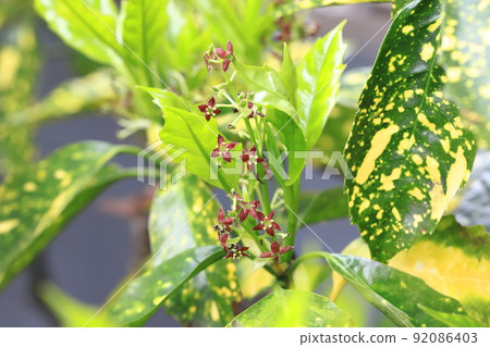 日本月桂（雜色日本月桂）五顏六色的幼葉和花 92086403