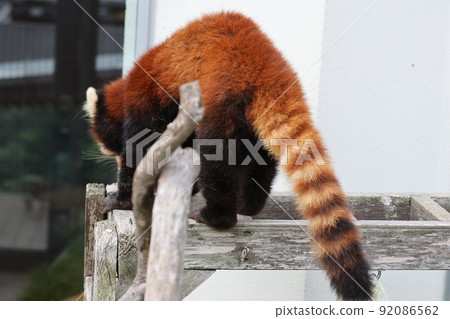 Lesser panda Lesser panda 92086562