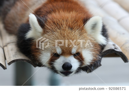 Lesser panda Lesser panda 92086571