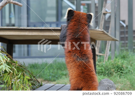 Lesser panda Lesser panda 92086709
