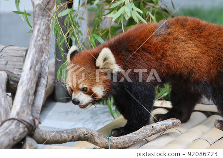 Lesser panda 92086723