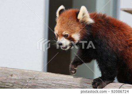 Lesser panda Lesser panda 92086724
