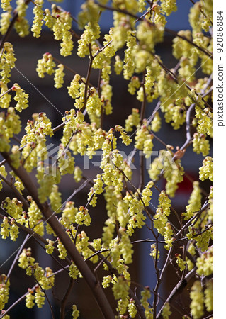 Tosamizuki with beautiful yellow flowers 92086884