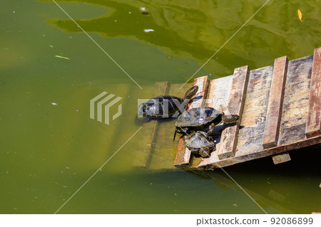 European pond turtle (Emys orbicularis) 92086899