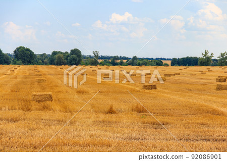 Rectangular straw bales on a field after the grain harvest 92086901