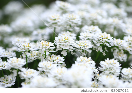 Iberis or Tokiwa bent flower (Tokiwa Magaribana) aka Common Candy Tuft 92087011