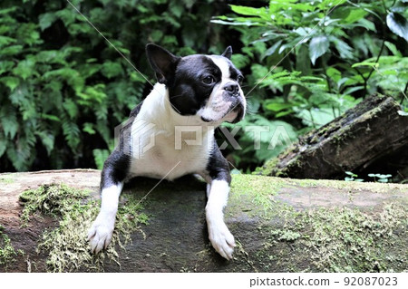 波士頓梗犬在流經柚子之裡諸山鎮樹林的宿谷川沿岸的長廊上騎原木 波士頓梗犬在流經柚子之裡諸山鎮樹林的宿谷川沿岸的長廊上騎原木 92087023