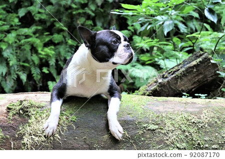 Boston Terrier Mighty on a log ride on the promenade along the Yadotani River that flows through the woods of Yuzu no Sato Moroyama Town 92087170