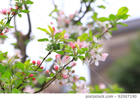 Princess apple flower 92087190