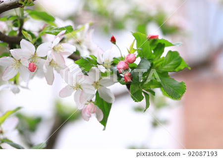 公主蘋果花 92087193