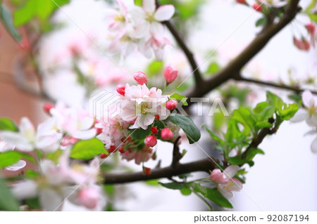 Princess apple flower Princess apple flower 92087194