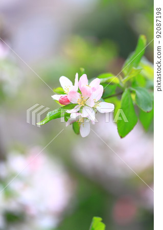 公主蘋果花 公主蘋果花 92087198