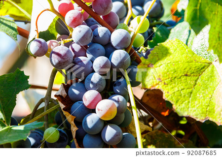 Blue grape in a vineyard 92087685