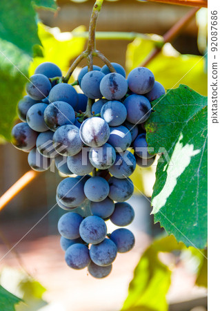 Blue grape in a vineyard 92087686