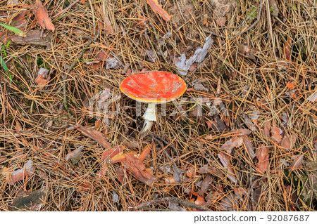 Fly agaric (Amanita muscaria) mushroom in a coniferous forest 92087687