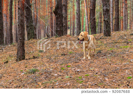 Labrador retriever walking in the pine forest at autumn 92087688