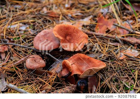 Saffron Milkcap or pine mushrooms (Lactarius deliciosus) in pine forest at autumn 92087692