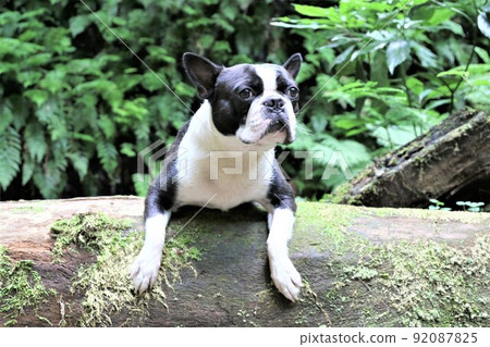 Boston Terrier Mighty on a log ride on the promenade along the Yadotani River that flows through the woods of Yuzu no Sato Moroyama Town 92087825