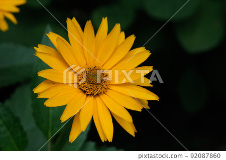Rough Oxeye(Heliopsis helianthoides) stem closeup Rough Oxeye(Heliopsis helianthoides) stem closeup 92087860