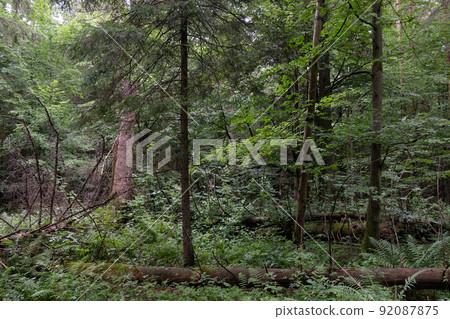 Summertime wet mixed forest 92087875