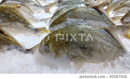 Group pampus argenteus fresh on ice for sale Group pampus argenteus fresh on ice for sale 92087936