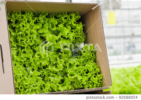 Box of Fresh ripe green lettuce. Organic vegetables, small local farm, farming concept. Fresh greenery harvest. Growing tomatoes. Vegetable business. Greenhouse with greenery Box of Fresh ripe green lettuce. Organic vegetables, small local farm, farming concept. Fresh greenery harvest. Growing tomatoes. Vegetable business. Greenhouse with greenery 92088054