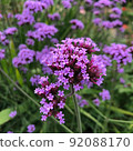 三尺馬鞭草/紫頂馬鞭草花 92088170