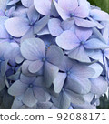 繡球花繡球藍 92088171