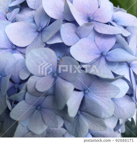 繡球花繡球藍 繡球花繡球藍 92088171