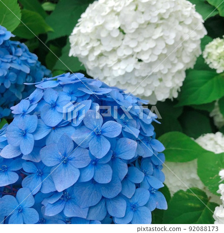 藍色繡球花和白色安娜貝爾 藍色繡球花和白色安娜貝爾 92088173