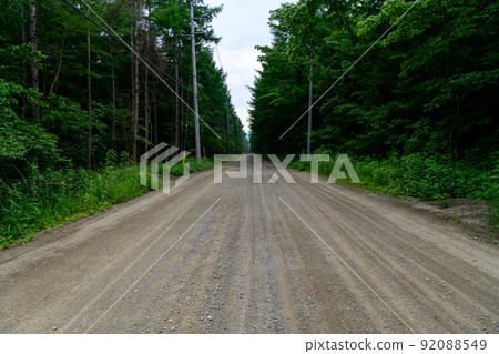 A straight dirt forest road 92088549