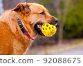 Red dog with yellow toy in teeth on walk 92088675