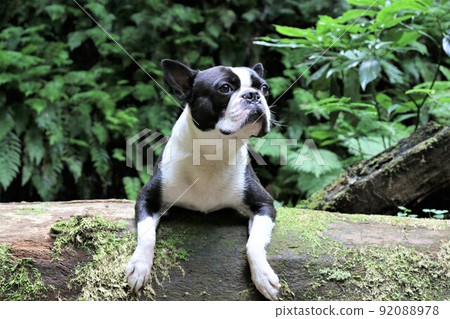 Mighty Boston Terrier looking up at the forest on a log on the promenade along the Yadotani River that flows through the forest of Yuzu no Sato Moroyama Town 92088978